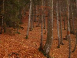 2013-10-25_Baumgartenscheidt (50).JPG